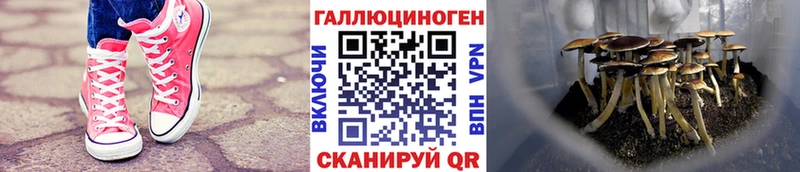 Псилоцибиновые грибы Cubensis Северо-Курильск